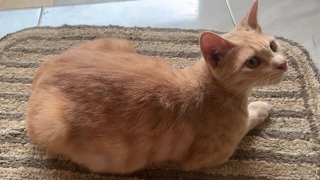 Domestic ginger cat sitting on a striped doormat from a high angle view