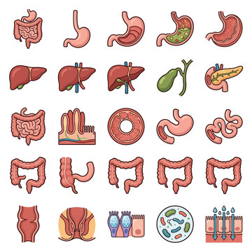 A comprehensive collection of human digestive system organs and related anatomical illustrations for medical and educational purposes.