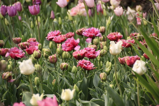 Pink and white double tulip garden with buds and layered petals in bloom