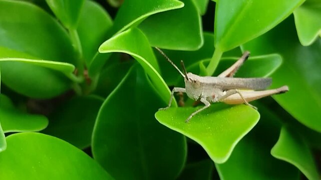 A grasshopper from the suborder Caelifera lands on the fresh green leaves in the garden