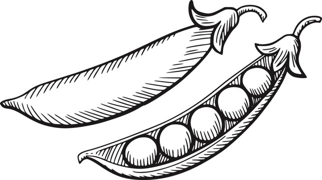 手描きのエンドウ豆の2つの鞘（1つは中身が見えている）