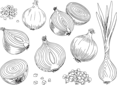 白背景に様々な玉ねぎ（丸ごと、半分、みじん切り）の手描きイラスト