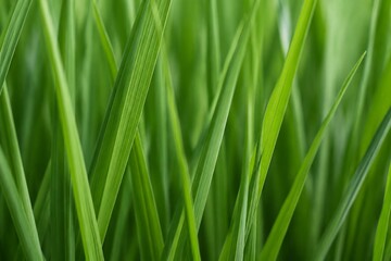 Fototapeta premium Close-up of slender ryegrass blades creating a dense pattern of green lines.