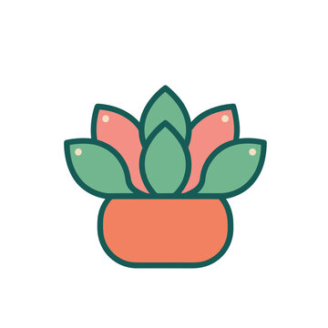 Succulent plant in a pot