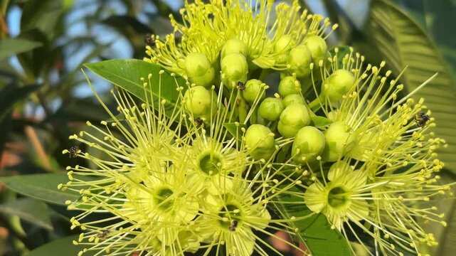 Santos Lemon Flower, also known as Golden Penda (Xanthostemon chrysanthus), is popular as an ornamental shrub featuring bright yellow flowers that are frequently swarmed by nectar-seeking bees.