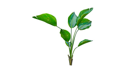 Fototapeta premium Fresh green calathea plant isolated on transparent background beautiful tropical foliage for decoration design element.