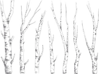 Fototapeta premium Collection of hand-drawn birch tree trunks and branches