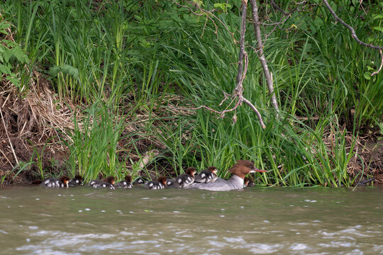 Goosander - Mergus merganser, beautiful large colored duck from European lakes and rivers, Poland.