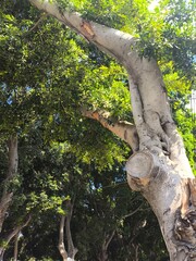 Fototapeta premium tree in the park
