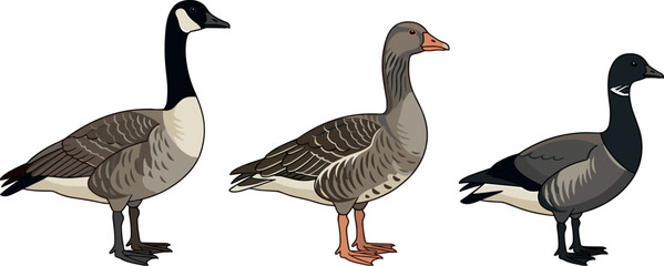 Wild goose and canada geese vector illustration set standing side view isolated on a white background © MstAirin
