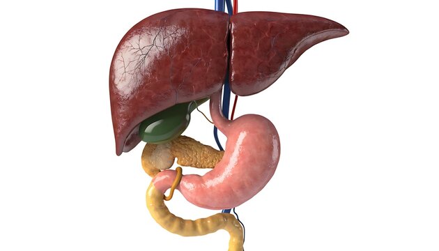 Human liver and stomach model. Internal organs anatomy. Medical science.
