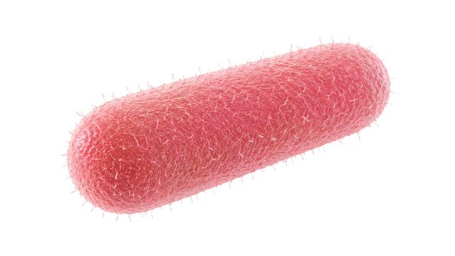 Shigella Bacterium Ultra Macro Isolated on White Background