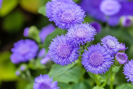 Close up of fluffy purple ageratum flowers blooming with soft textured petals.