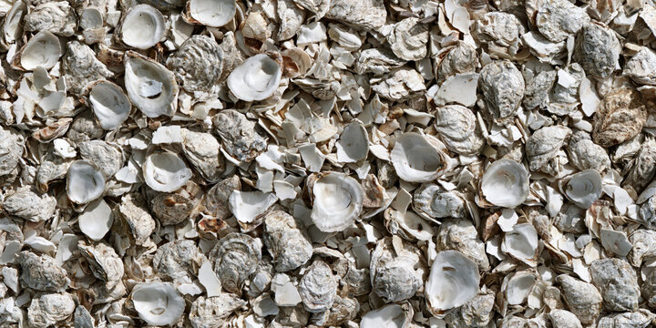 Close-up of a pile of oyster shells on a sandy beach