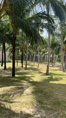 Fototapeta premium palm tree