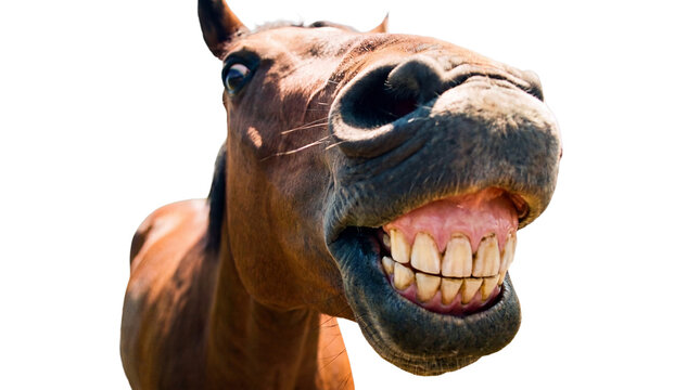 Comical horse portrait with a humorous expression and a wide open mouth