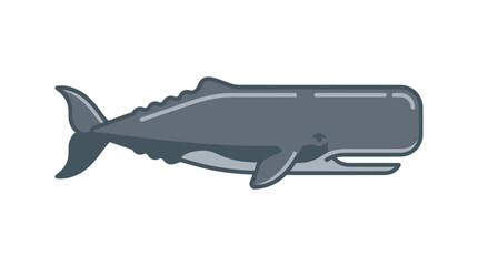 Large gray whale swimming in water. © Bilal