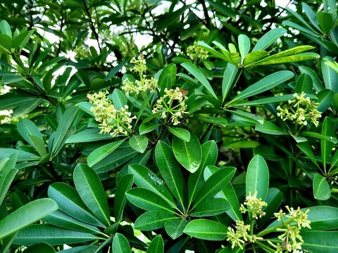 Flower of Alstonia scholaris(ছাতিম, the plant commonly called blackboard tree, scholar tree, milkwood or devil's tree in English,is an evergreen tropical tree in the dogbane family (Apocynaceae)