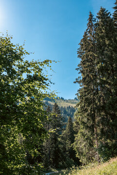For&ecirc;t de sapins et feuillus dans les alpages du Mol&eacute;son sous un ciel bleu d'&eacute;t&eacute;