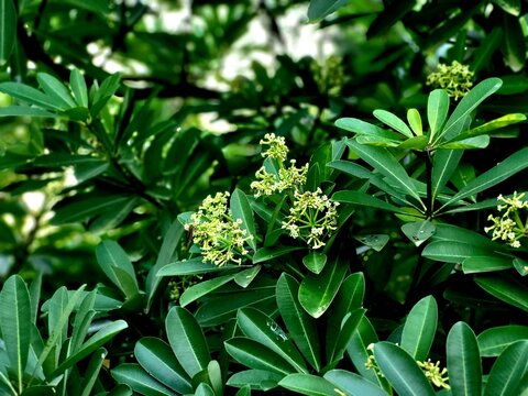 Flower of Alstonia scholaris(ছাতিম, the plant commonly called blackboard tree, scholar tree, milkwood or devil's tree in English,is an evergreen tropical tree in the dogbane family (Apocynaceae)