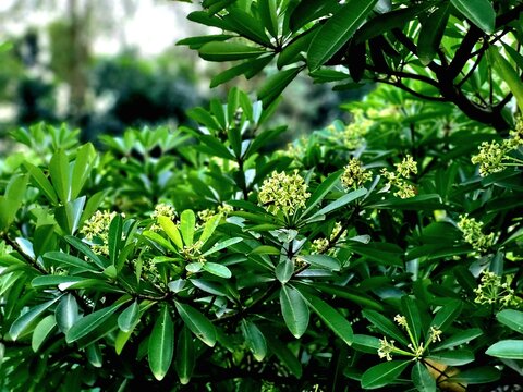 Flower of Alstonia scholaris(ছাতিম, the plant commonly called blackboard tree, scholar tree, milkwood or devil's tree in English,is an evergreen tropical tree in the dogbane family (Apocynaceae)