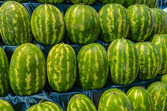 Large collection of fresh ripe green watermelons