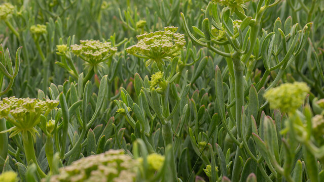Crithmum maritimum in Full Bloom &mdash; Rock Samphire Sea Fennel Yellow-Green Umbel Flowers, Atlantic Coastal Flora, Portugal