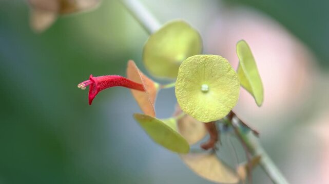 Chinese hat plant flower macro shot.