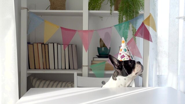 Cute dog in a festive paper party hat