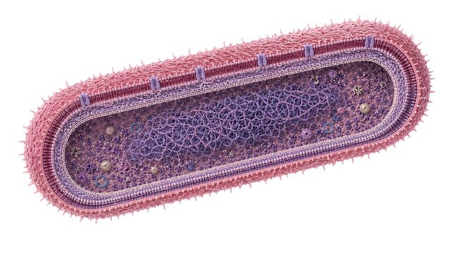 Shigella Bacterium Cutaway Cross Section Ultra Realistic Medical Illustration