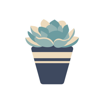 Succulent plant in a striped pot