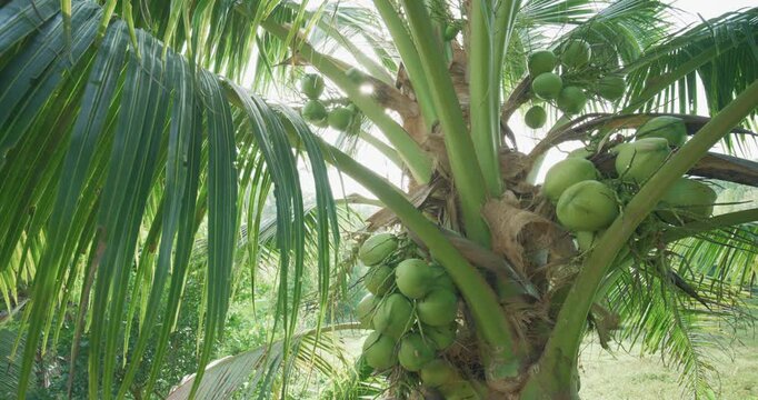 Coconut tree fruit on branch movement video tropical fruit