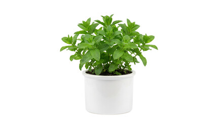 Fototapeta premium Fresh green mint plant in white ceramic pot, aromatic peppermint herb growing in minimalist planter, organic culinary mint leaves isolated on white background