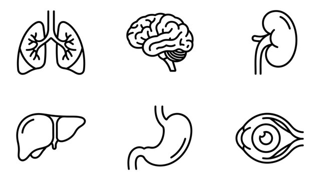 Human internal organ structure medical icons set showing lungs brain and kidneys