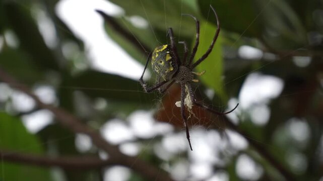 Golden silk weaver spider, the largest web weaver species in the world due to its wide and strong web, has a golden sheen in the sunlight, is non-aggressive and harmless