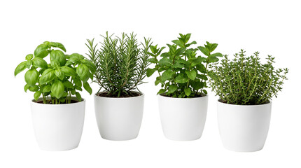 Fototapeta premium Fresh culinary herbs in white ceramic pots, organic basil rosemary mint and thyme plants, indoor kitchen garden collection on white background