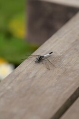 多摩川台公園で羽を休めるトンボ © masao