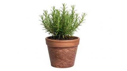 Fototapeta premium Small rosemary plant in terracotta pot isolated on white background