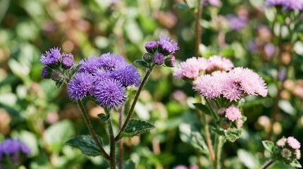 Fototapeta premium Vibrant Purple and White Flowers Blooming in a Sunny Garden.