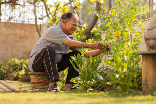 Portrait of senior man gardening at home