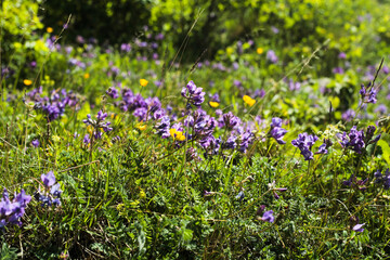 Fototapeta premium Purple alpine wildflowers in mountain meadow