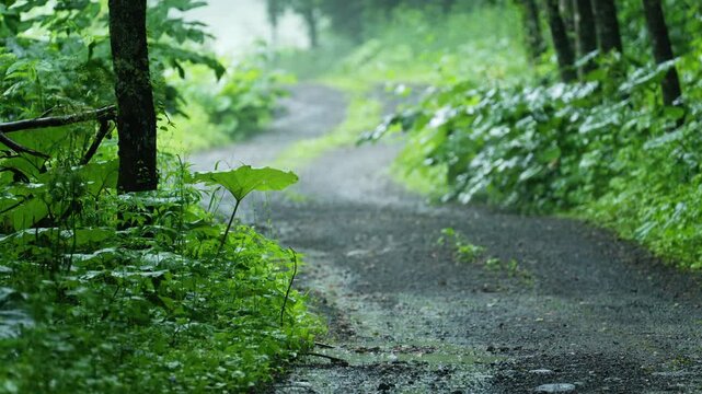 A forest path surrounded by lush green vegetation during rainfall in Hokkaido, Japan, offering a peaceful natural atmosphere.