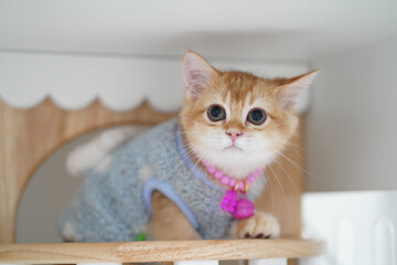 Cute kitten orange fur blue sweater pink collar big eyes indoor wooden cat house playful young cat adorable expression pet domestic animal © วรรณภา มะโนศรี
