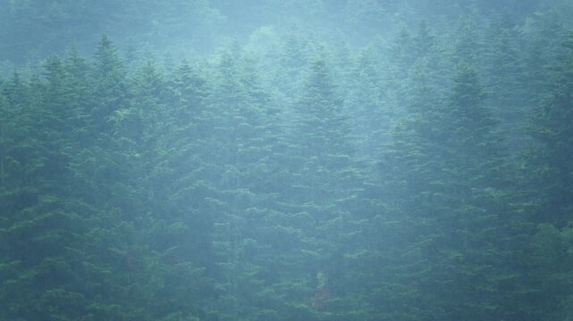 Soft sunlight filters through drifting mist above a dense forest in Hokkaido, Japan, creating a peaceful woodland atmosphere.