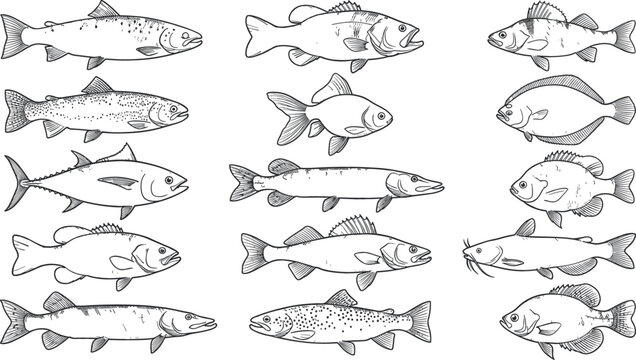 Freshwater and Marine Fish Species Vector Set with Clean Line Art Outlines for Seafood Restaurant Branding Fishing Guides and Educational Wildlife Infographics