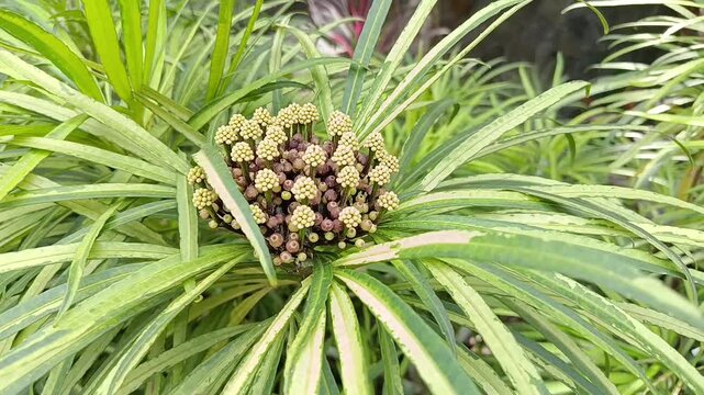 Close up of flowering Schefflera arboricola with black berries in tropical garden