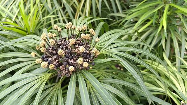 Flower buds and black berries of Schefflera arboricola in tropical garden close up
