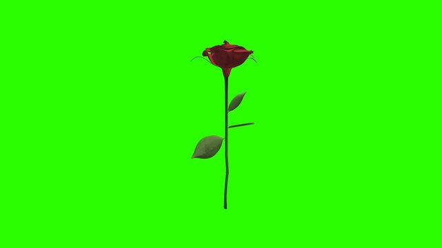 Animated Blooming Red Rose Flower on Green Screen Background