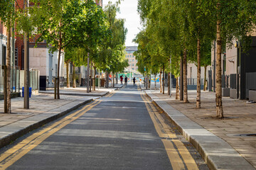 Fototapeta premium Urban street lined with young birch trees. Pavement and double yellow lines run center. Buildings flank both sides of road. Clear sky overhead. Street appears empty and calm