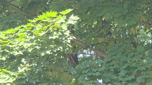 moving branches in a large tree during the morning in a park